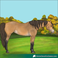 Horse Color:Buckskin Sabino Rabicano