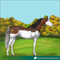 Horse Color:Bay Splash 