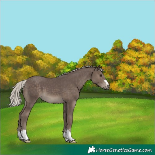 Horse Color:Silver Black 