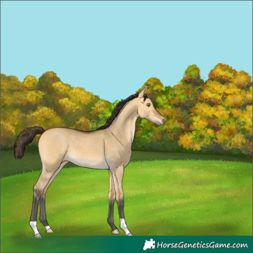Horse Color:Buckskin Dun 