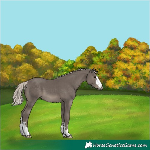 Horse Color:Silver Black 
