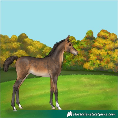 Horse Color:Buckskin 