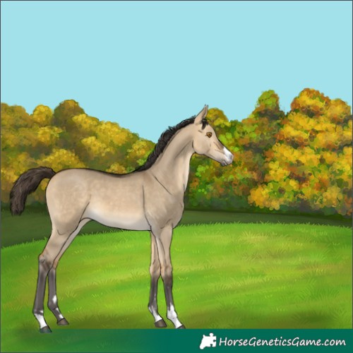 Horse Color:Buckskin Dun 