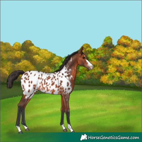 Horse Color:Bay Appaloosa 