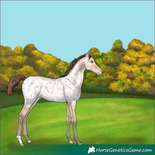 Horse Color:Amber Champagne Dun Near Leopard 