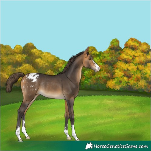 Horse Color:Buckskin Blanket Rabicano 