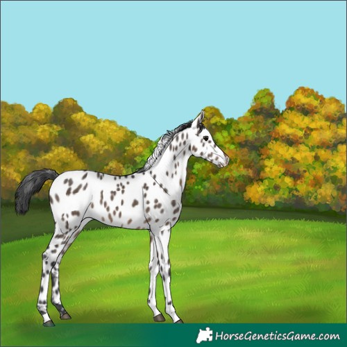 Horse Color:Brown Dun Leopard 