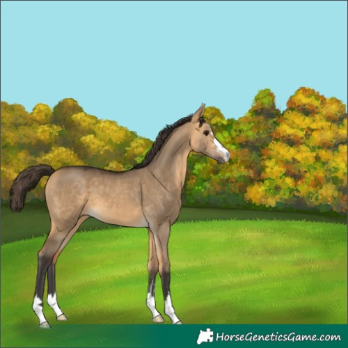 Horse Color:Buckskin Dun 