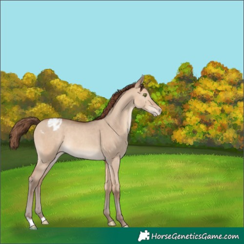 Horse Color:Amber Champagne Dun Varnish Rabicano 