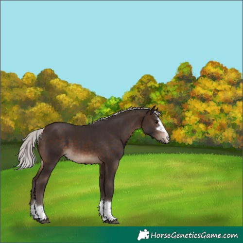 Horse Color:Silver Brown 