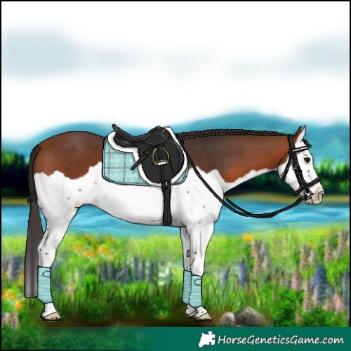 Horse Color:Bay Splash 