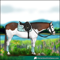 Horse Color:Bay Splash