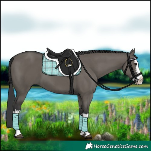 Horse Color:Grullo Splash
