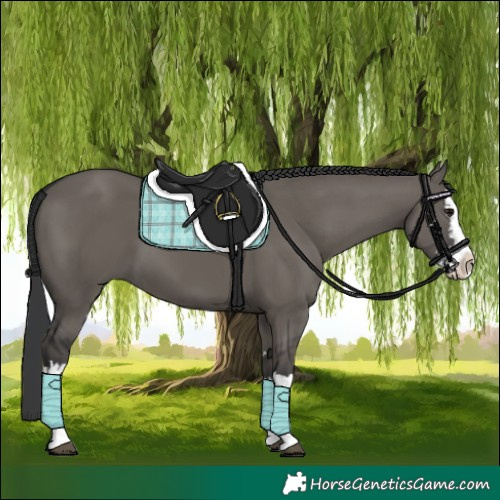 Horse Color:Grullo Splash
