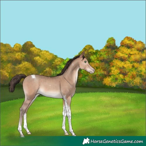 Horse Color:Sable Champagne Tobiano 