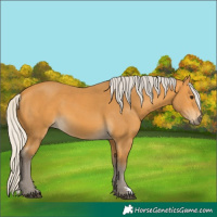 Horse Color:Silver Buckskin 