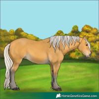 Horse Color:Silver Buckskin 