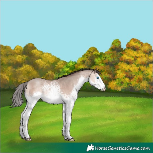 Horse Color:White Spotted Amber Champagne Splash 