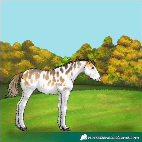 Horse Color:Buckskin Splash Near Leopard 