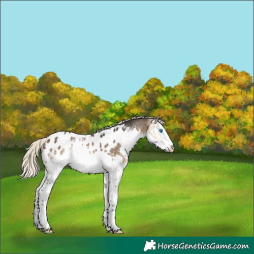 Horse Color:White Spotted Silver Buckskin Splash Appaloosa 