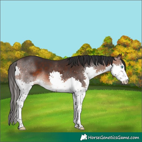 Horse Color:Brown Splash 