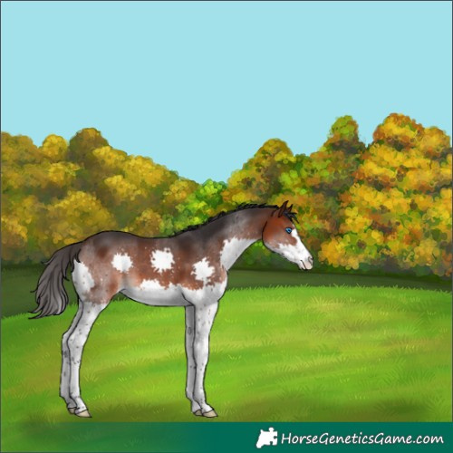 Horse Color:Brown Splash 