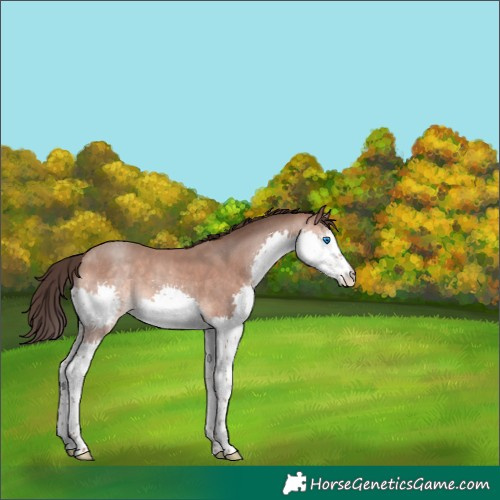 Horse Color:Sable Champagne Splash 