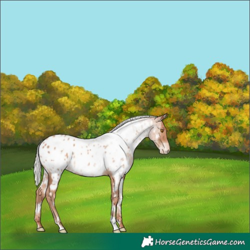 Horse Color:White Spotted Silver Classic Champagne Near Leopard Rabicano 