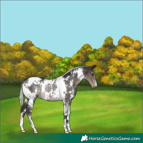 Horse Color:White Spotted Silver Smoky Black Rabicano 