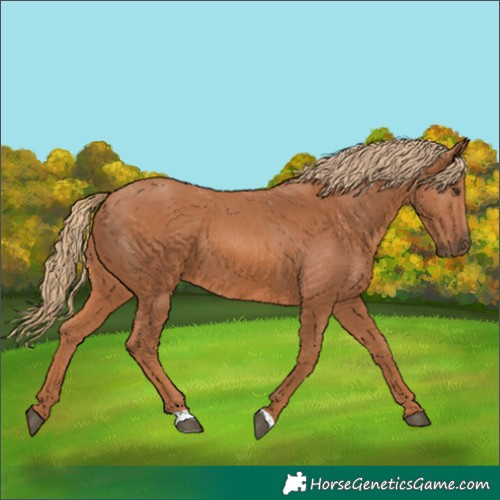 Horse Color:Chestnut 