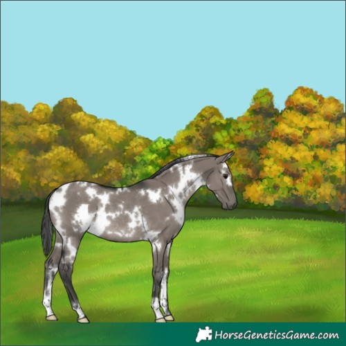 Horse Color:White Spotted Grullo Rabicano 
