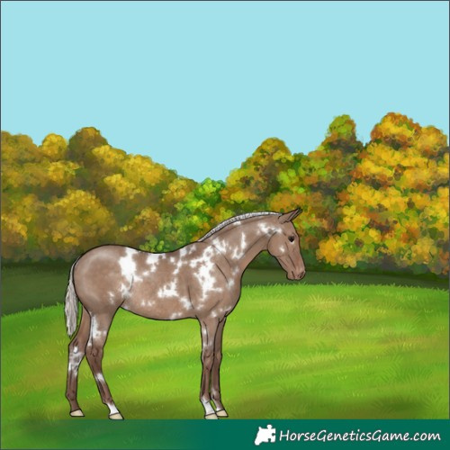 Horse Color:White Spotted Silver Grullo Appaloosa Rabicano 