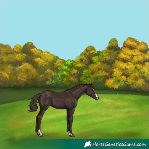 Horse Color:Liver Chestnut 