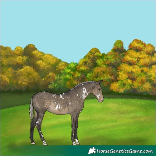 Horse Color:White Spotted Silver Smoky Grullo Varnish Rabicano 