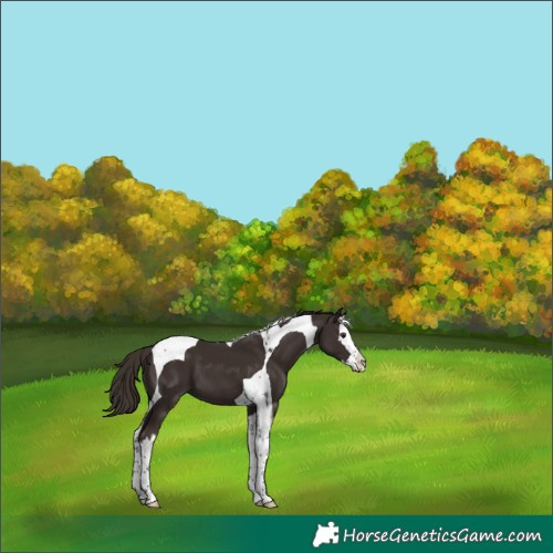 Horse Color:Liver Chestnut Splash Tobiano 