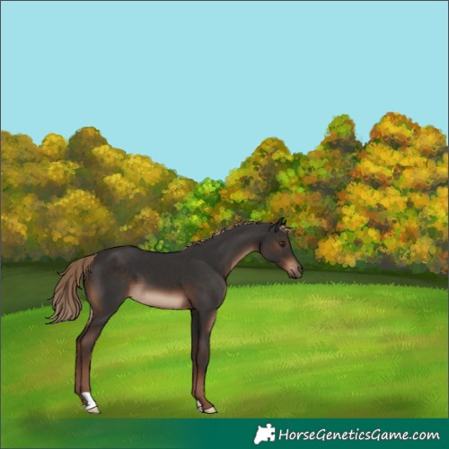 Horse Color:Liver Chestnut 