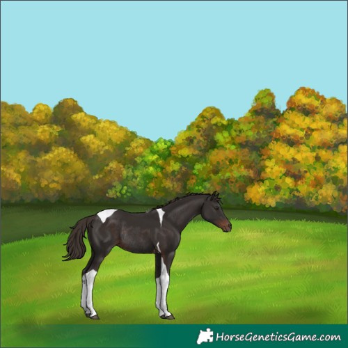 Horse Color:Liver Chestnut Tobiano Rabicano 