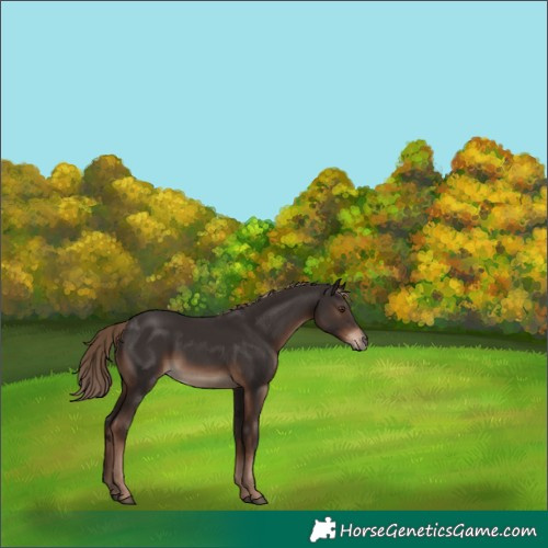 Horse Color:Liver Chestnut 