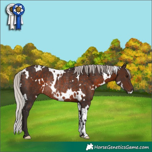 Horse Color:White Spotted Silver Brown Rabicano 