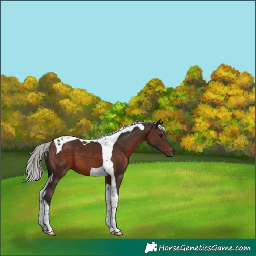 Horse Color:Silver Brown Tobiano 
