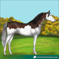 Horse Color:Gray Bay Splash 