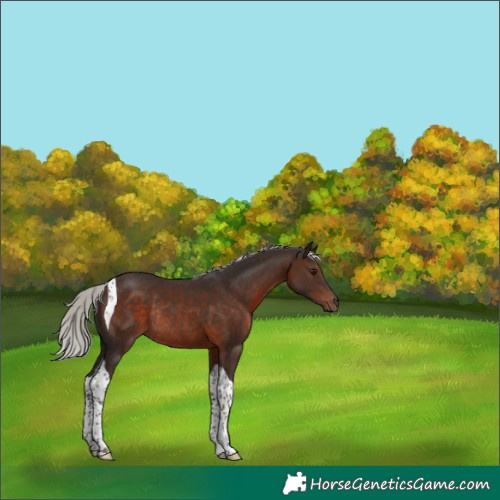 Horse Color:Silver Brown Tobiano Rabicano 