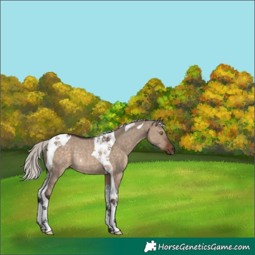 Horse Color:Silver Brown Dun Tobiano Rabicano 