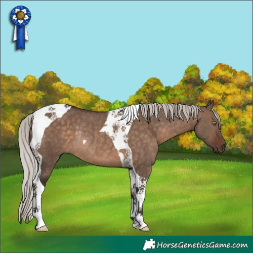 Horse Color:Silver Brown Dun Tobiano Rabicano 