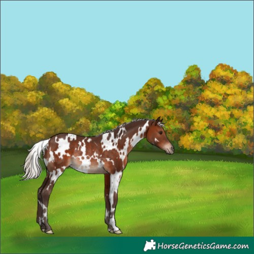 Horse Color:White Spotted Silver Brown Rabicano 