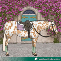 Horse Color:Palomino Appaloosa and Palomino Frame Appaloosa