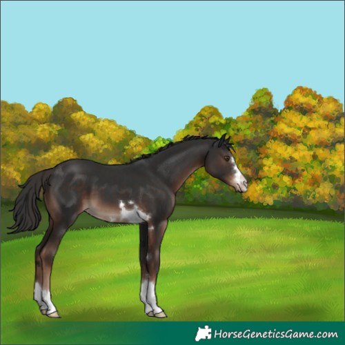 Horse Color:Liver Chestnut 