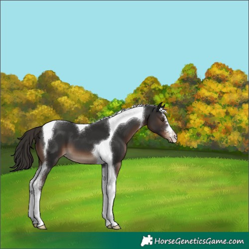 Horse Color:Liver Chestnut Tobiano 