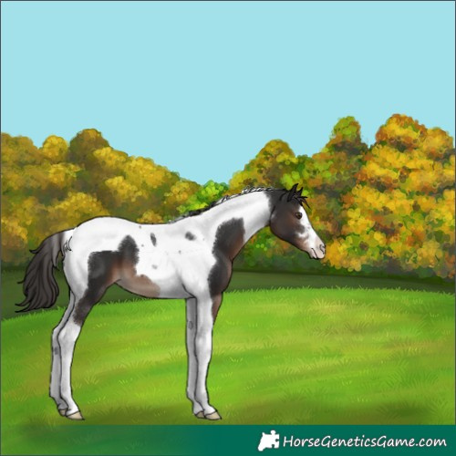 Horse Color:Liver Chestnut Tobiano 