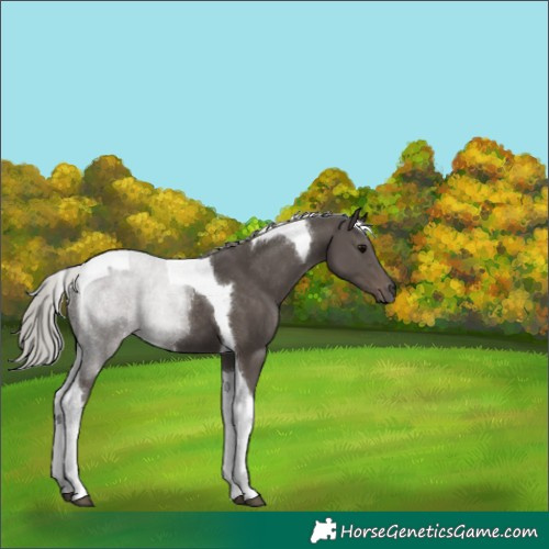 Horse Color:Silver Black Tobiano 